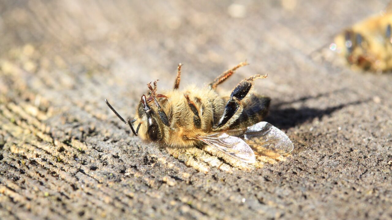 ミツバチへの農薬被害