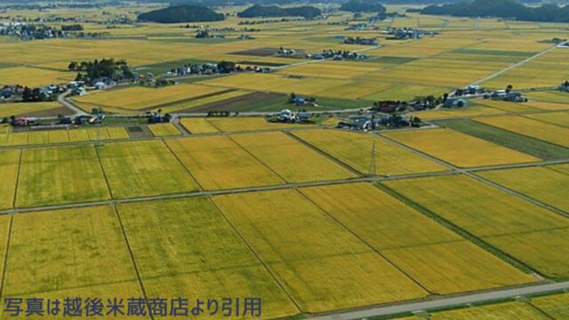 越後米蔵で紹介する有機栽培米の田んぼ