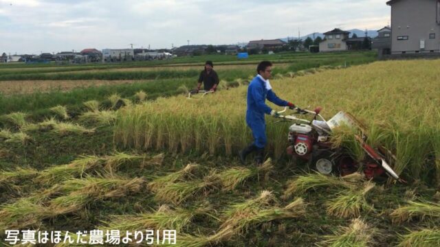 ほんだ農場で紹介する有機栽培米の田んぼ