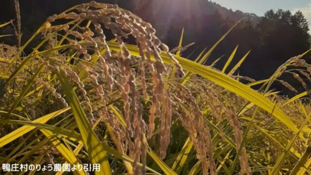 鴨庄村のりょう農園の生産するお米