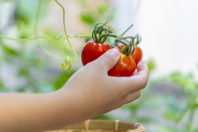 家庭菜園のミニトマトを手に取る子どもの手