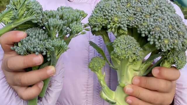 収穫したブロッコリーを両手で持つ子ども