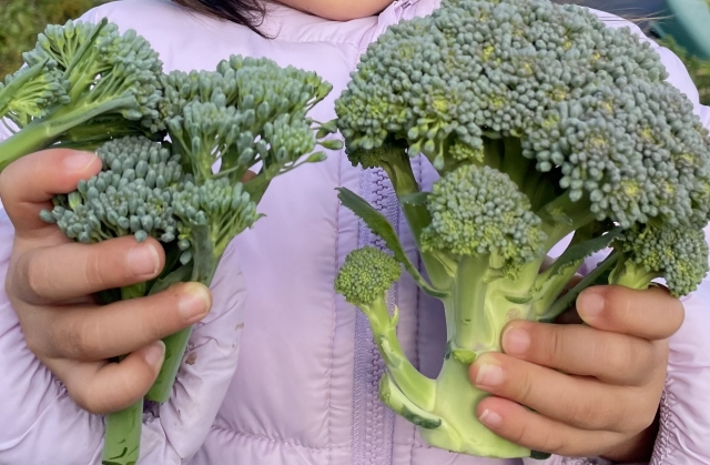 収穫したブロッコリーを両手で持つ子ども