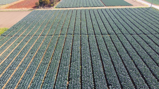 ドローンで空撮されたブロッコリー畑