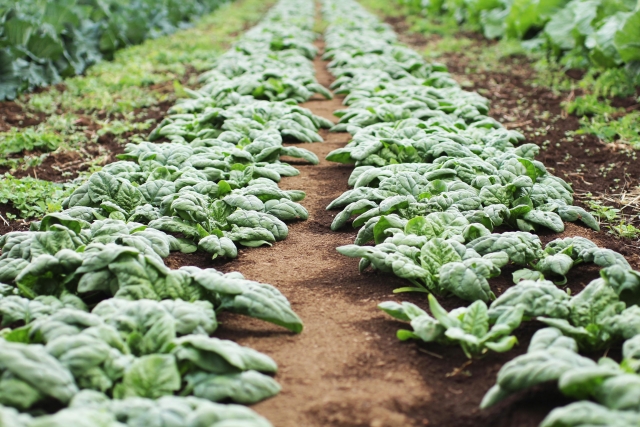 縦に伸びたほうれん草畑
