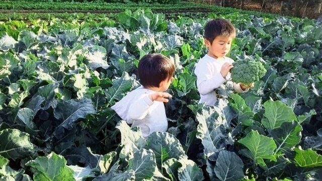 ブロッコリーを収穫する子どもたち｜農薬不使用で栽培された安心なイメージ