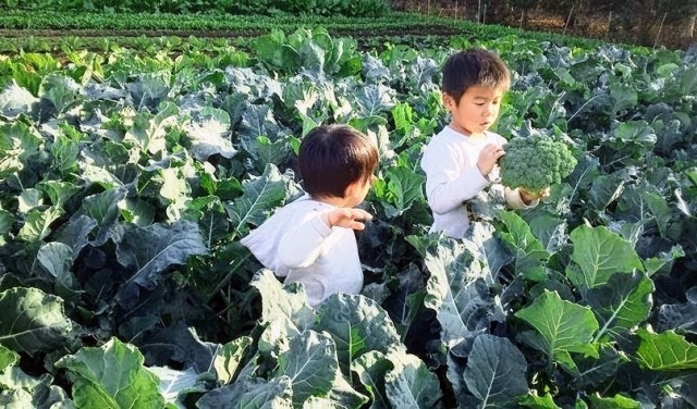 ブロッコリーを収穫する子どもたち｜農薬不使用で栽培された安心なイメージ