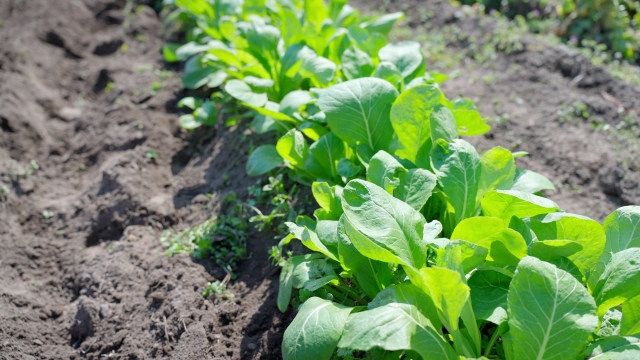 慣行栽培される小松菜