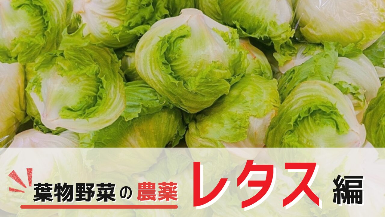 一生に食べるレタスの量