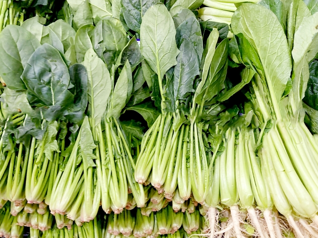 収穫したほうれん草が並ぶさま