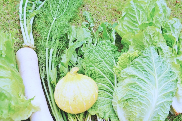 レタス付きの無農薬野菜のおまかせセット