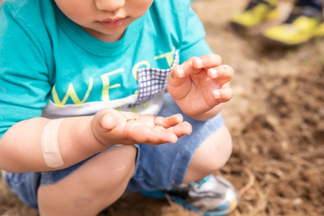 野菜を植えるための種を持つ子ども